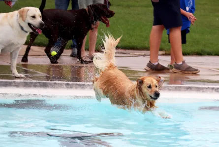 Pups’ pool party: Memorial Pool hosts annual Doggy Dip